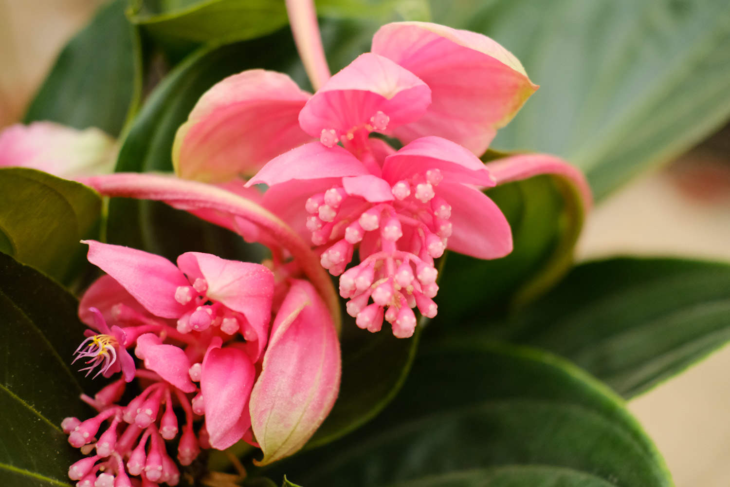 宝莲灯冬天如何养护