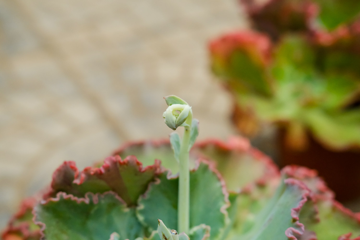多肉高砂之翁怎么繁殖