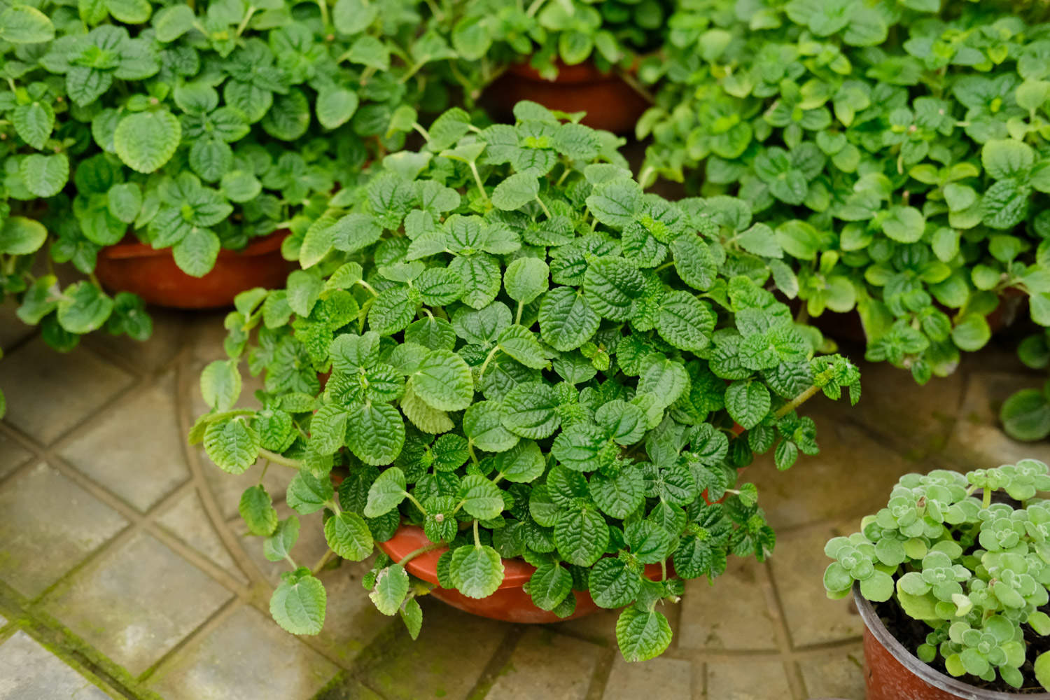 吸毒草怎么修剪