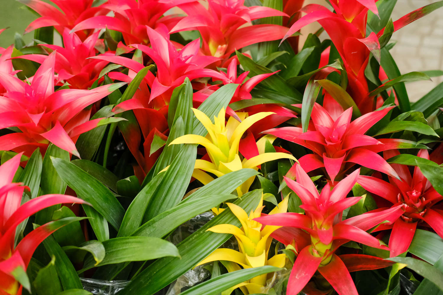 鸿运当头 鸿运当头