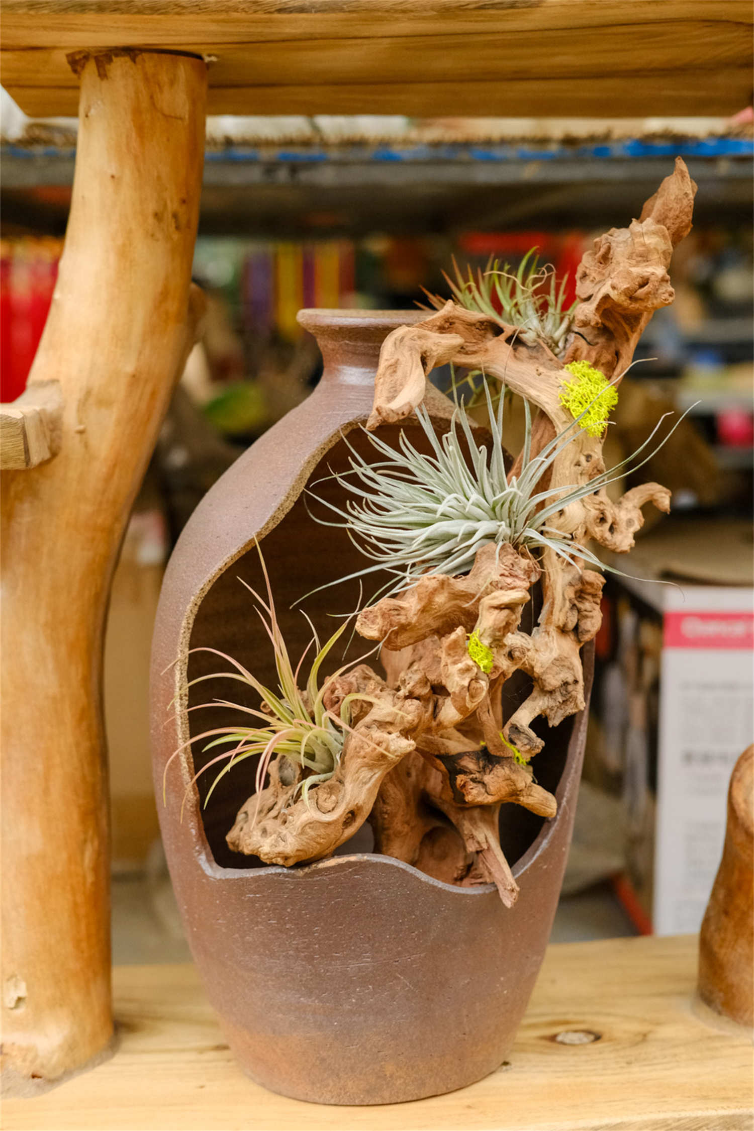 69个精选空气凤梨品种介绍