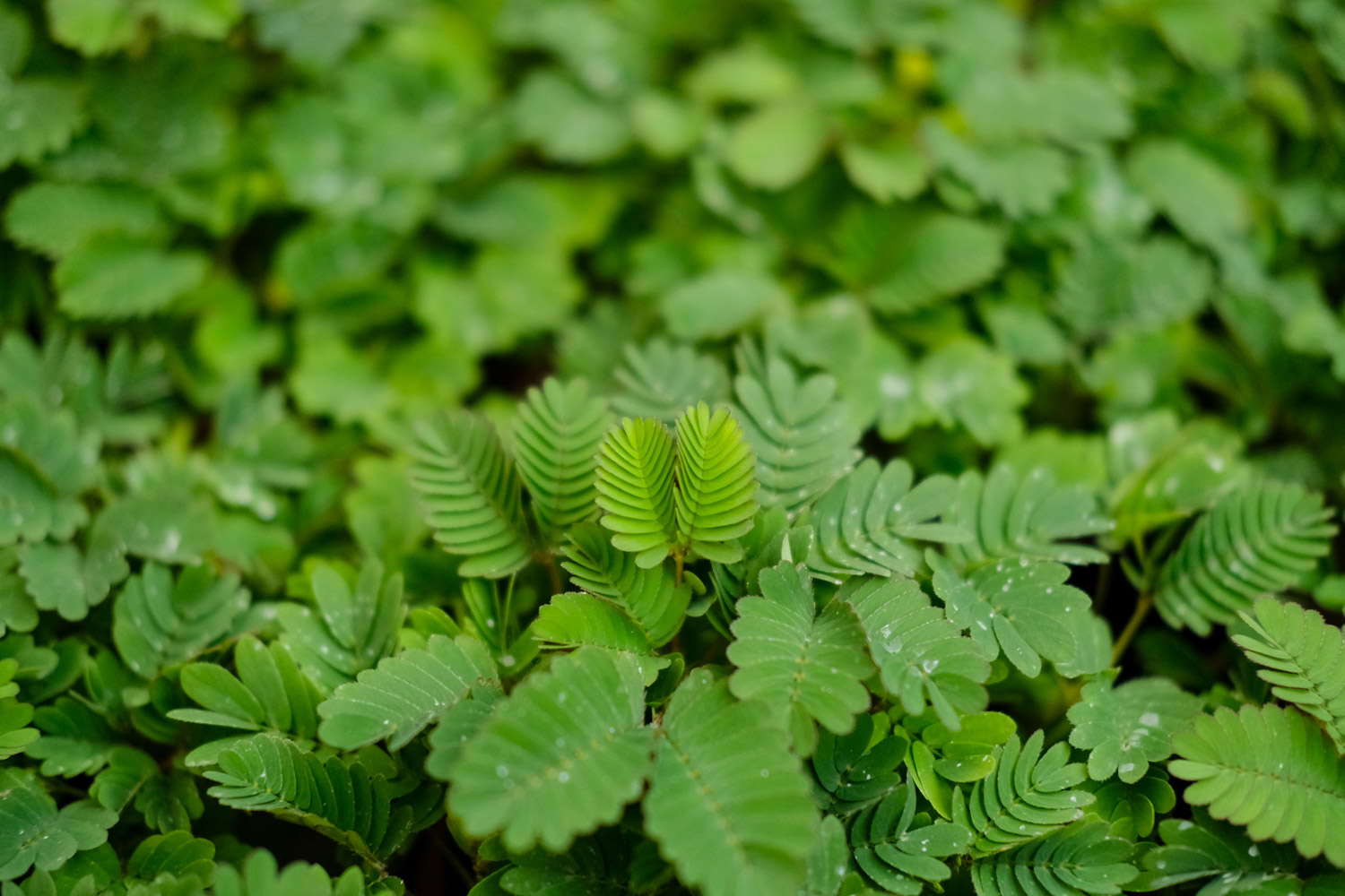 含羞草要打顶吗，怎么修剪