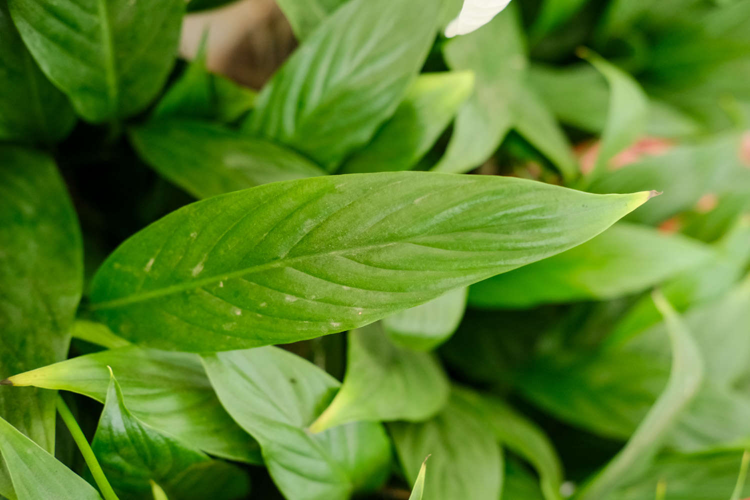 白掌有哪些品种？