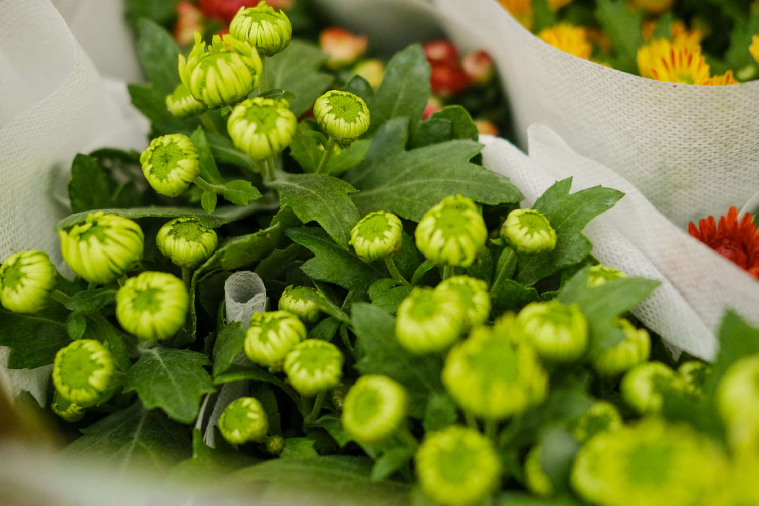 四季菊花怎么养