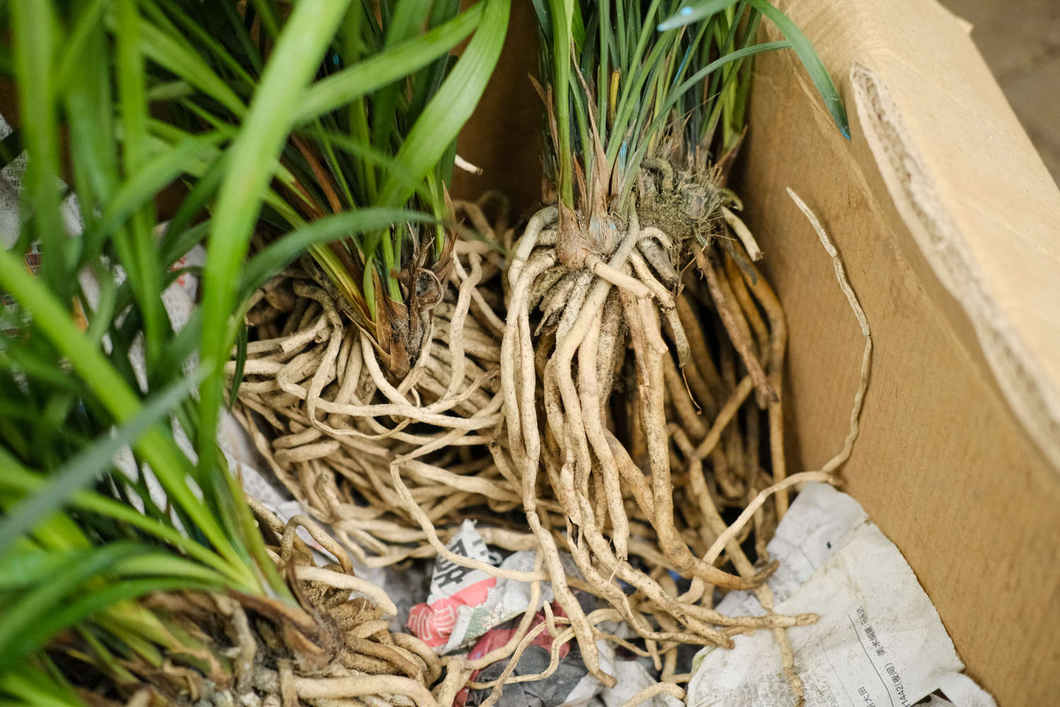 兰花寓意及花语，如何在家里养