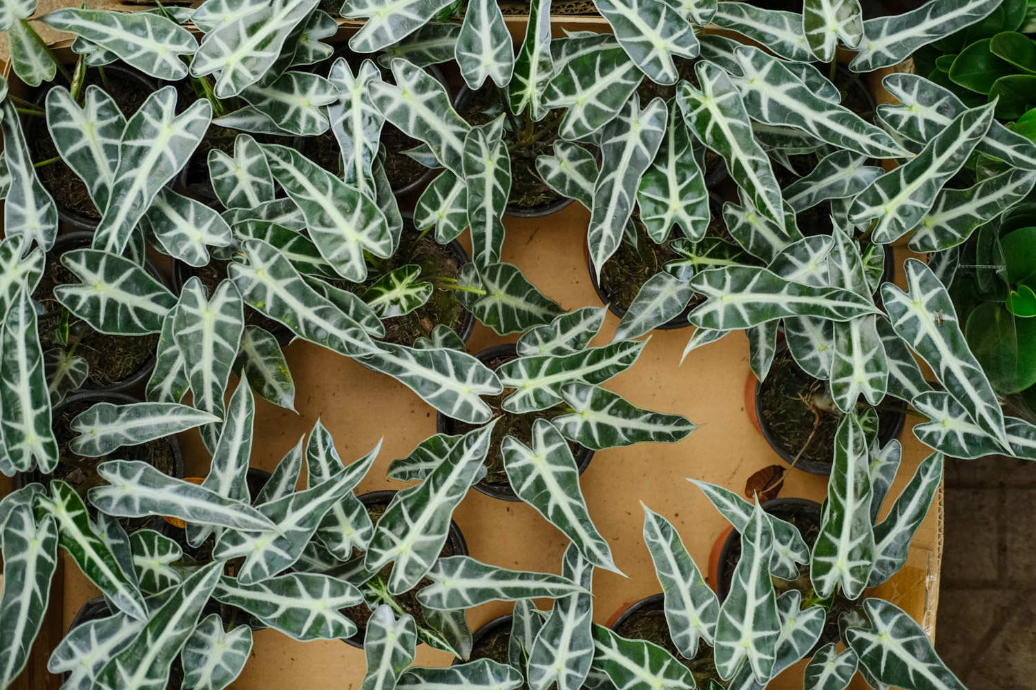 黑叶观音莲 黑叶观音莲