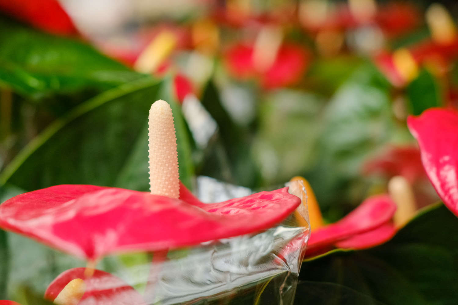 红掌怎么养长得快