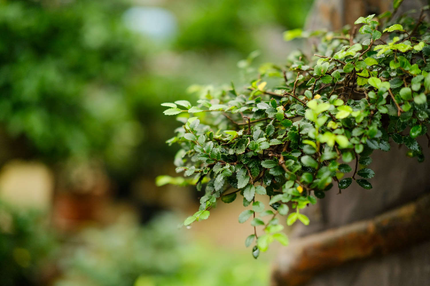 榆树的养殖方法和注意事项