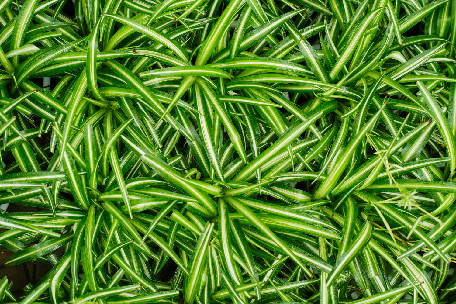 吊兰有多少品种