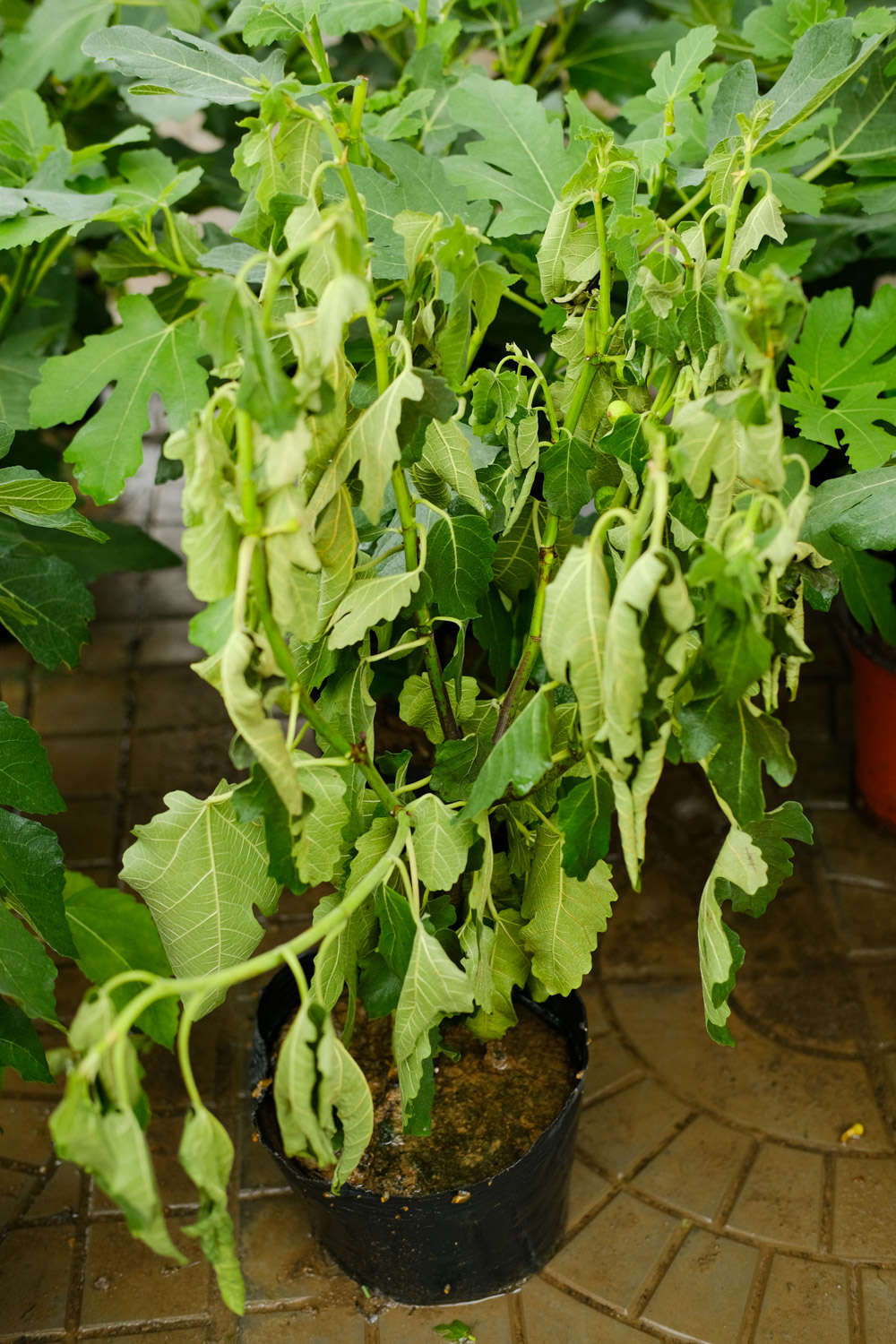 无花果真的没有花吗