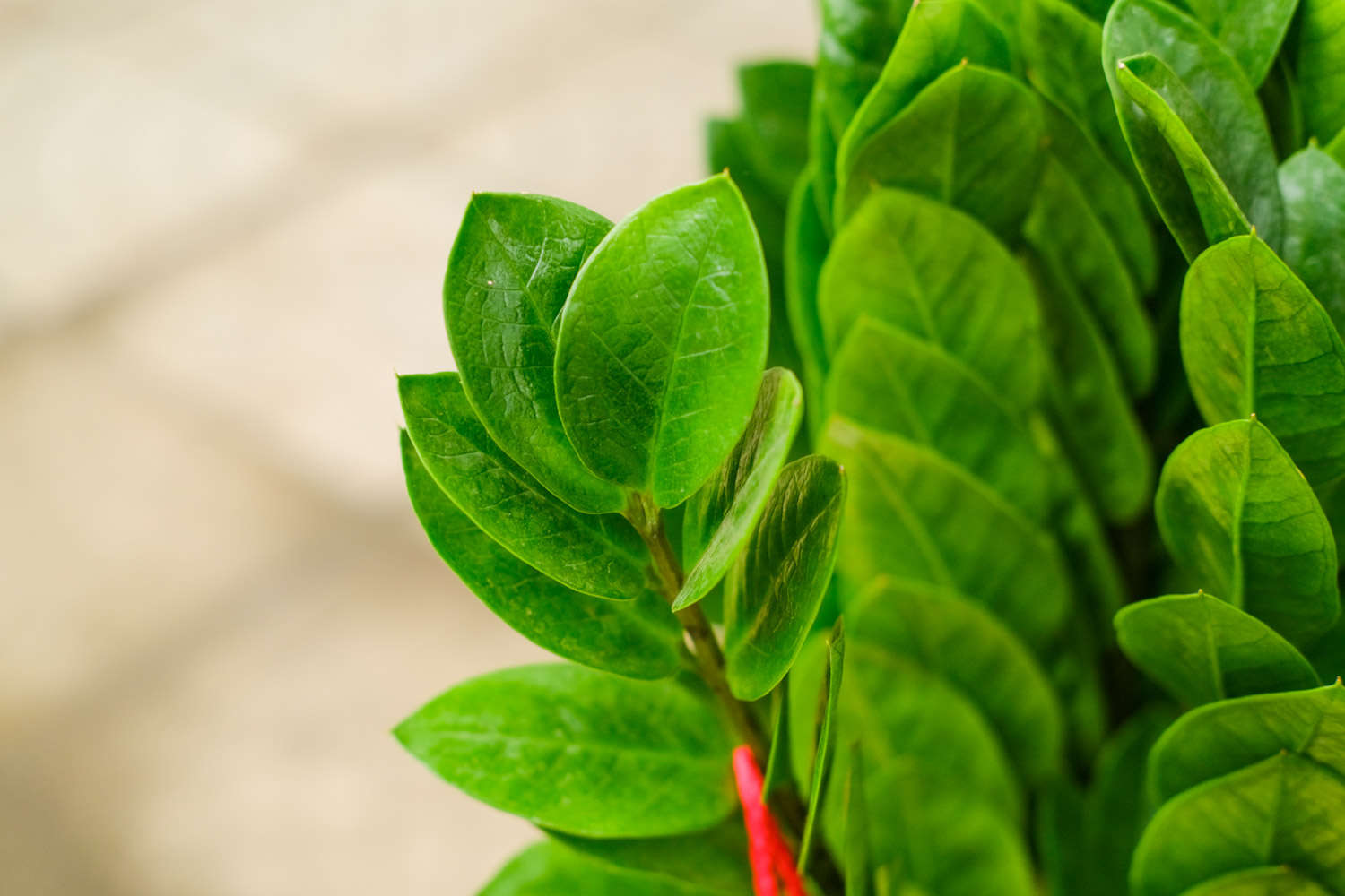 金钱树浇什么水好