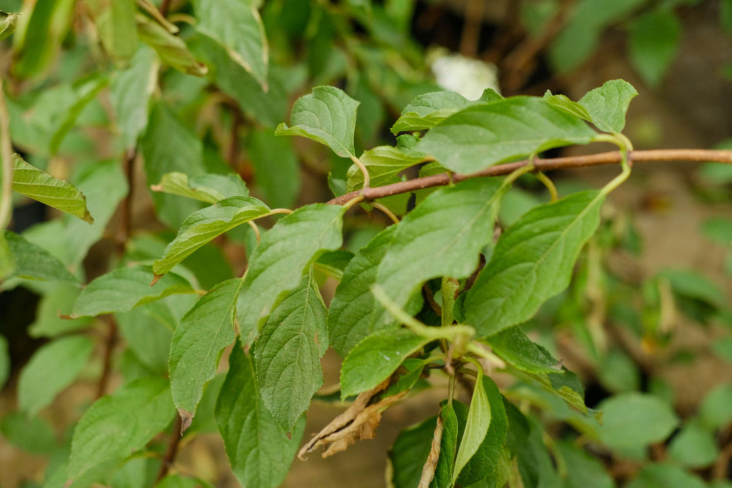 绣球花适合放在卧室吗