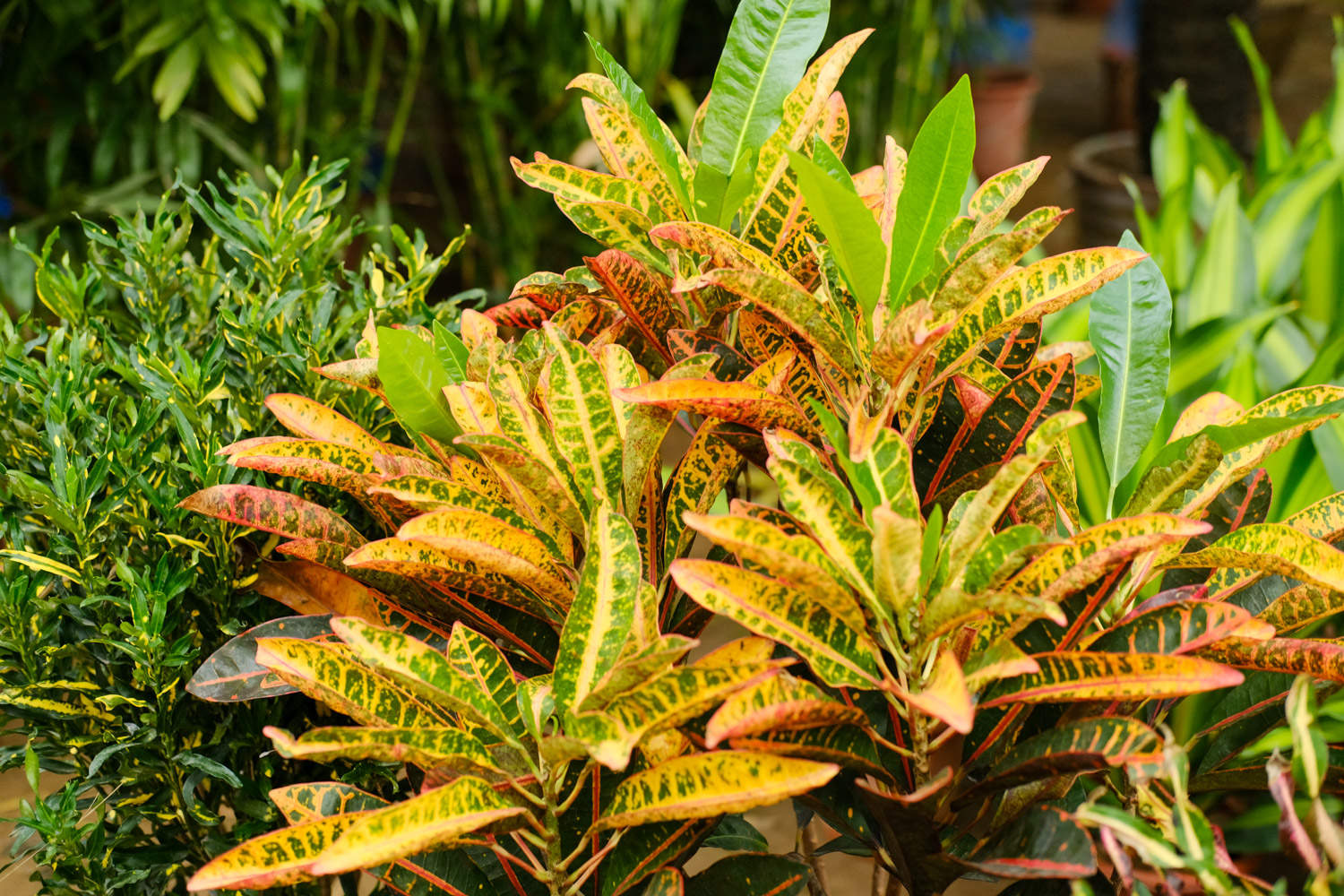 变叶木怎么施肥