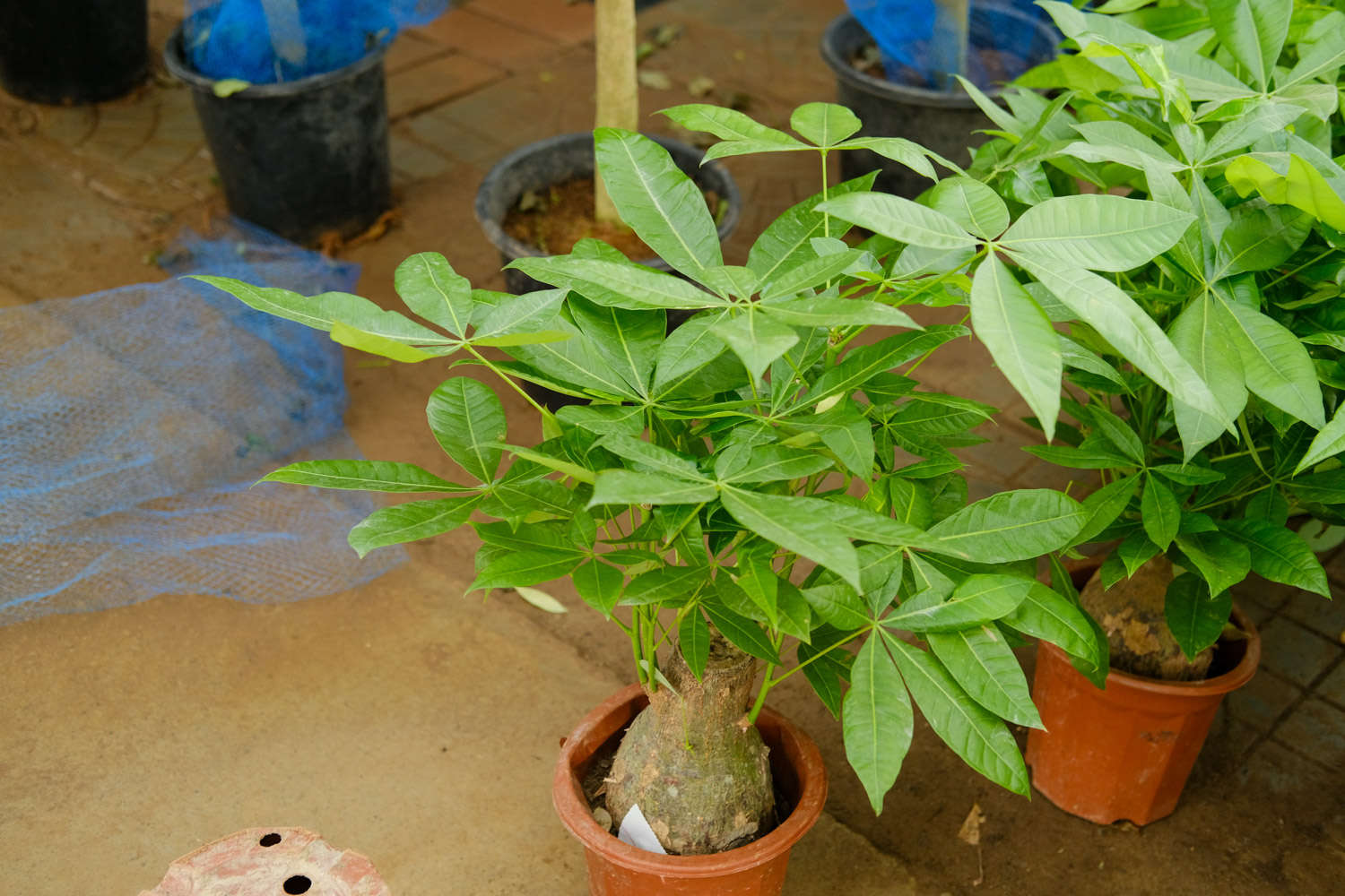 发财树吊兰的根白花花的又多又壮，叶子绿油油，咋养的？