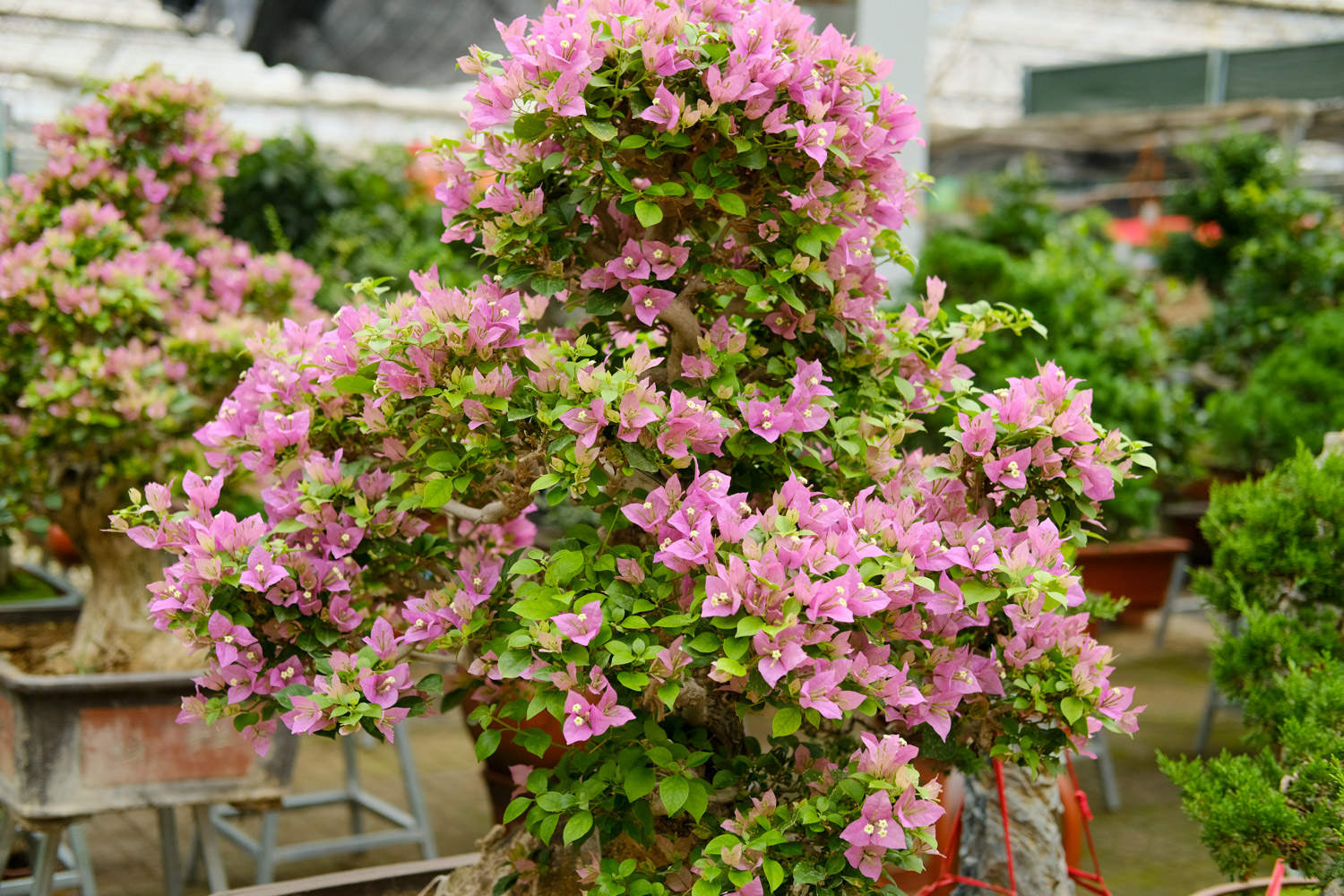 “三角梅”生长时，这“3种”肥不能少，15天喂一次，花朵爬满墙！