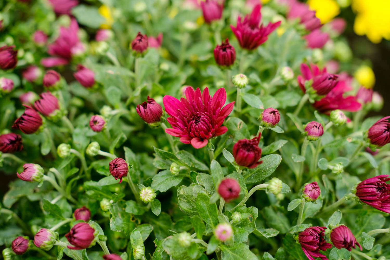 临夏适合养什么花，市花和市树是什么