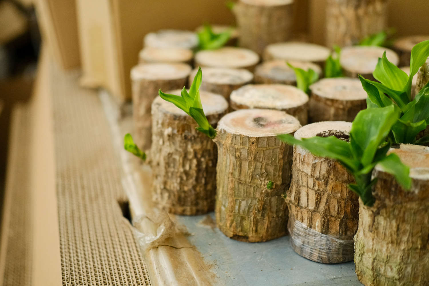 巴西木怎么过冬