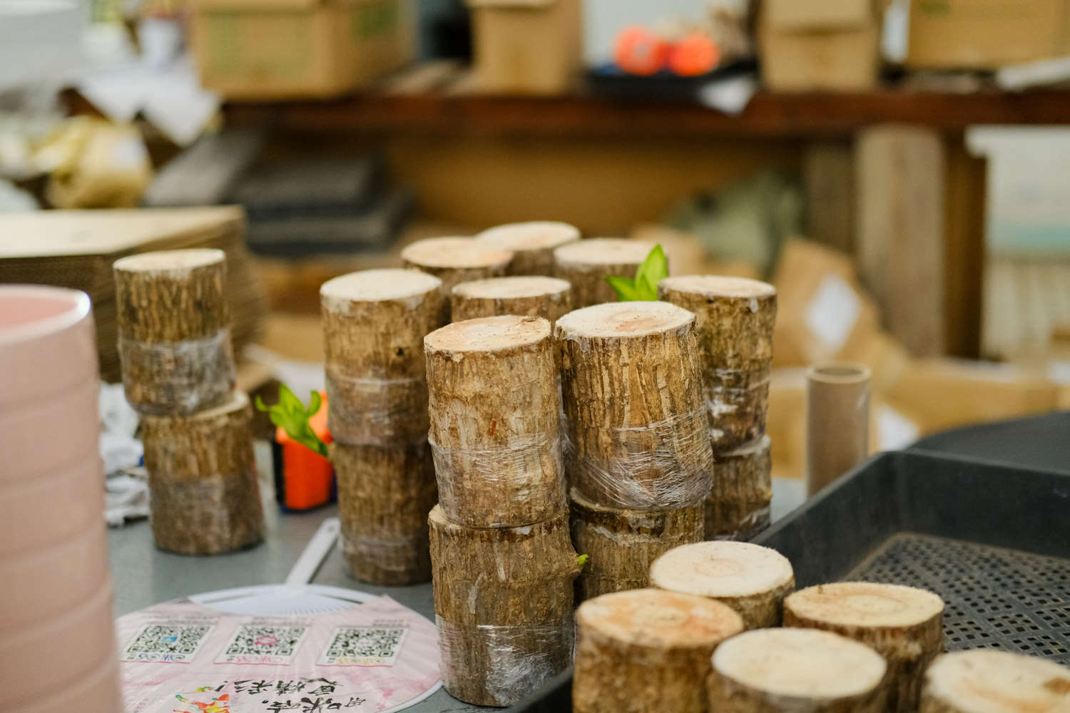 巴西木怎么换盆