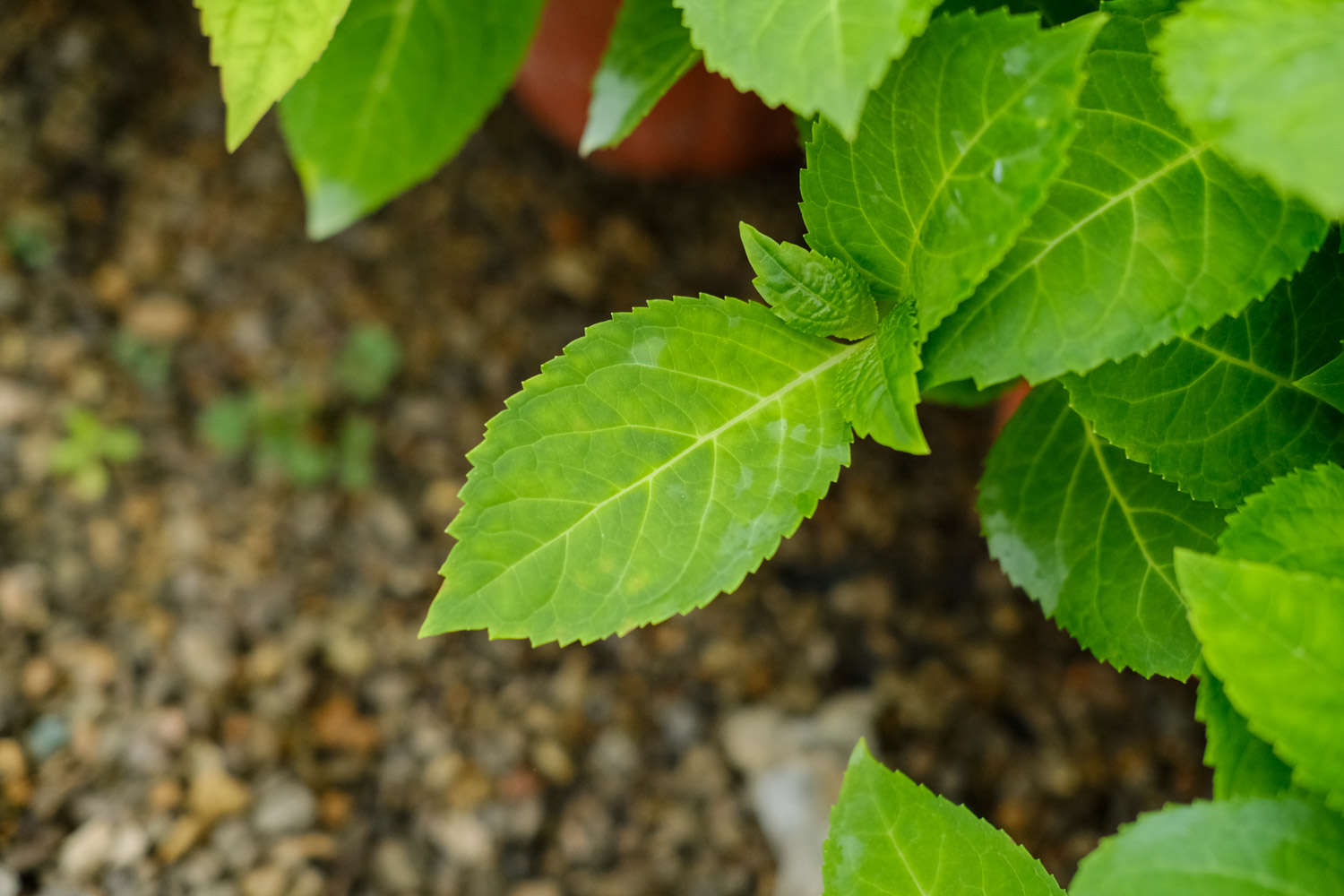 绣球的扦插繁殖