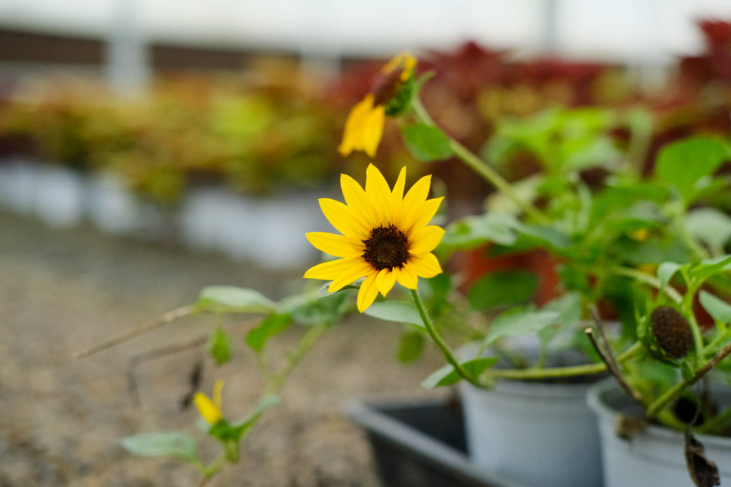 向日葵可以家养吗