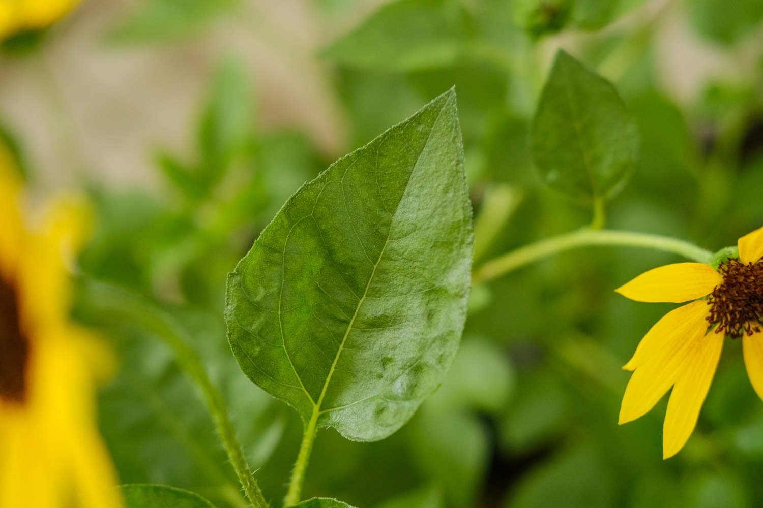 向日葵什么时候开花