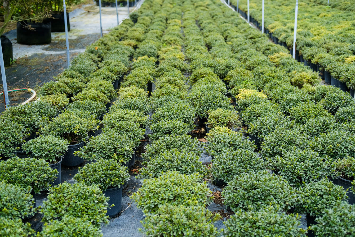 北方封闭阳台能种西洋杜鹃吗