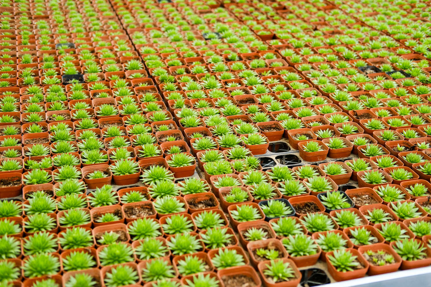 新买的多肉几天就养死？先修根！肯定长得又快又壮！