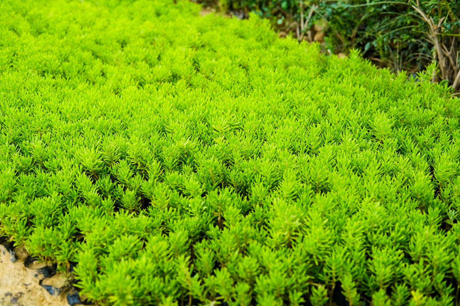 玩多肉，懂一点专业术语