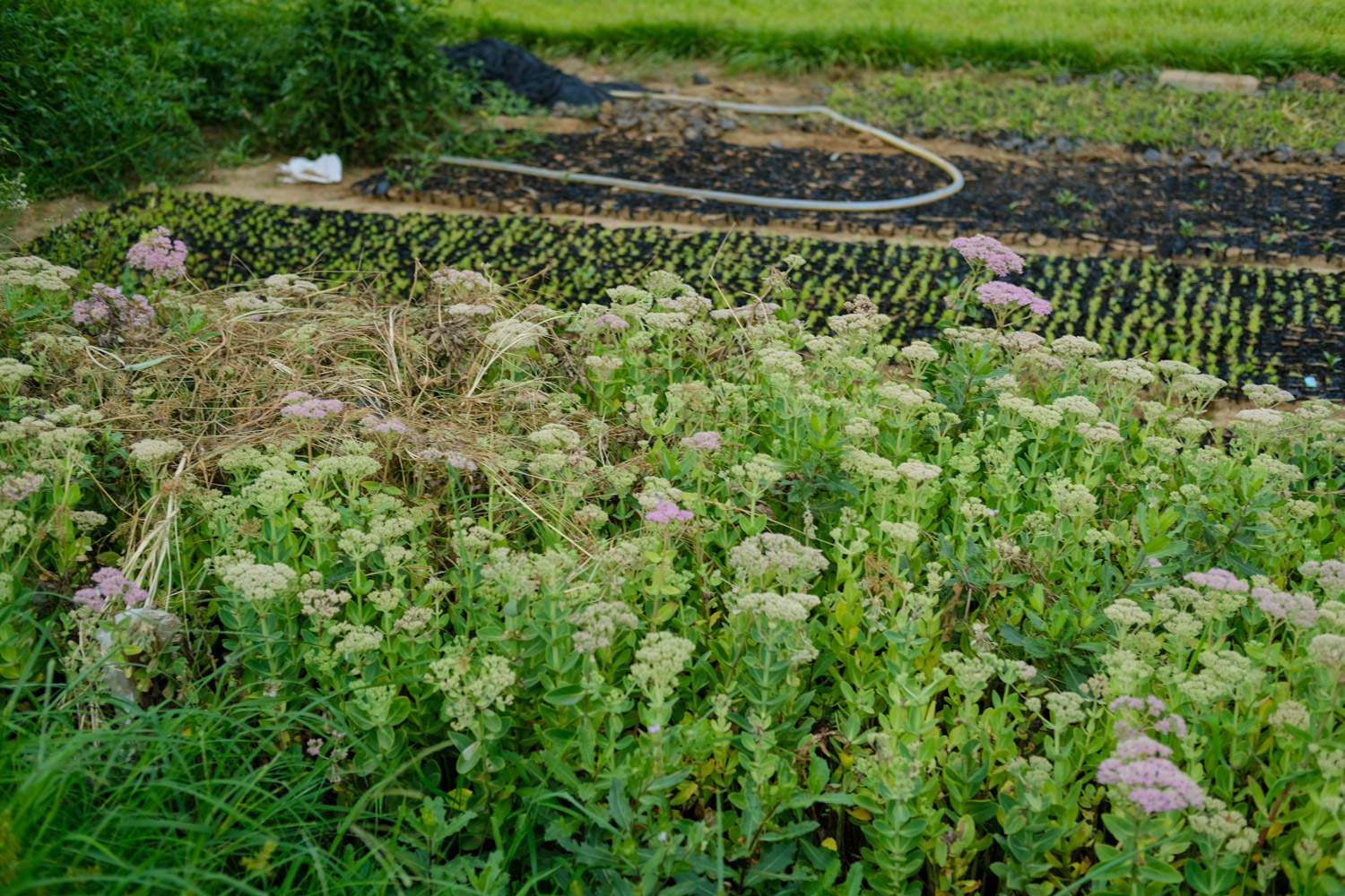 八宝景天的养殖方法