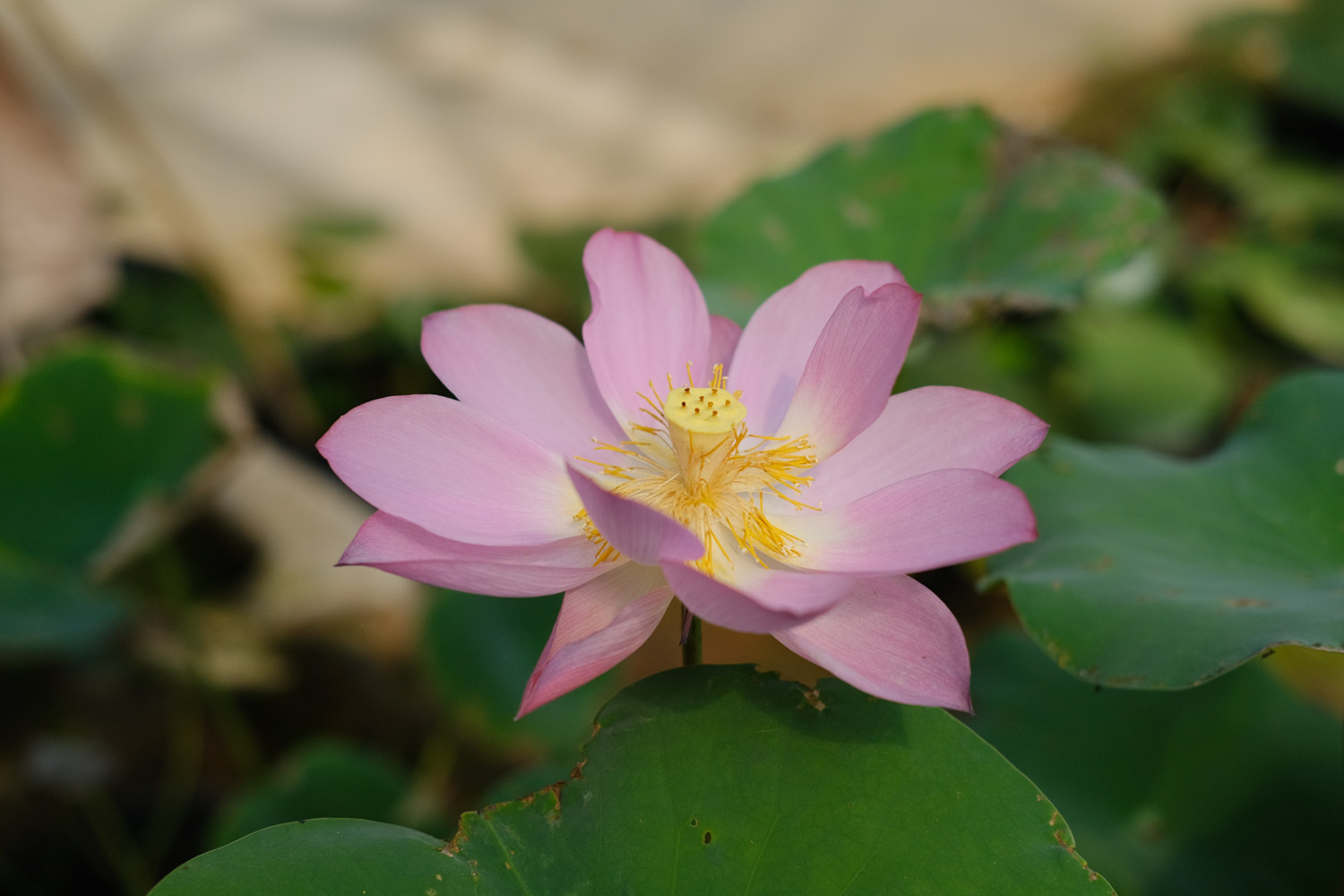 南昌适合养什么花，市花和市树是什么