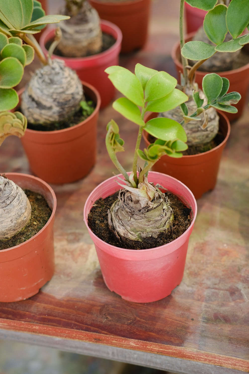 金钱树施什么肥好