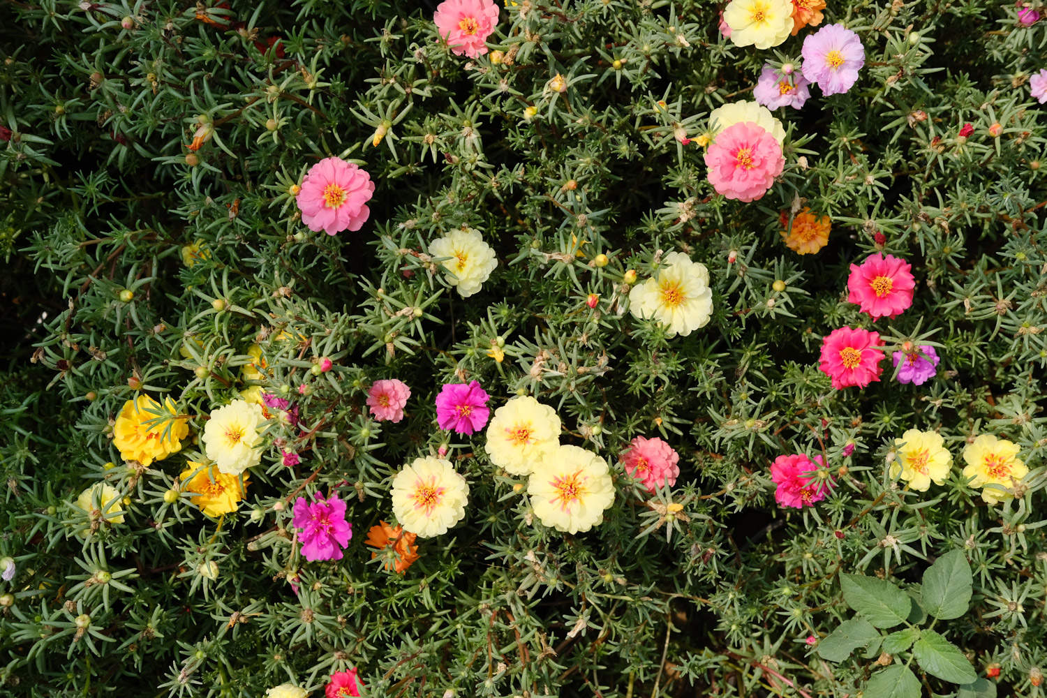 百色适合养什么花，市花和市树是什么