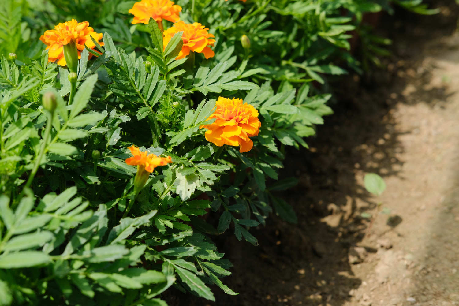 万寿菊怎么施肥