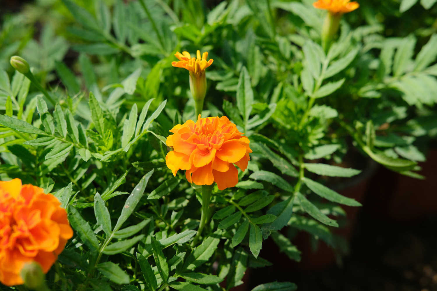 万寿菊为什么不开花