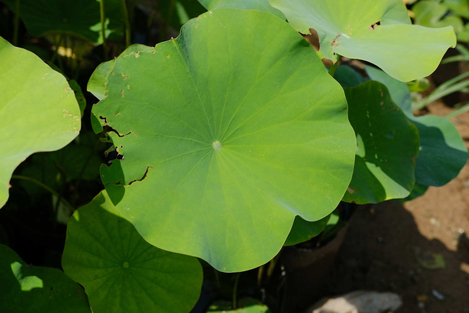 荷花在什么季节开放，荷花花期