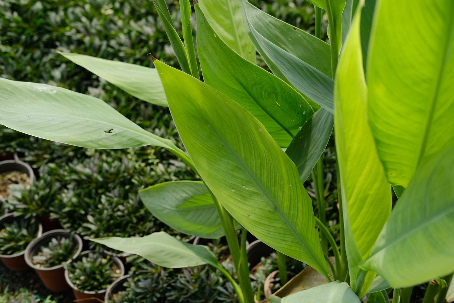 美人蕉的养殖方法和注意事项