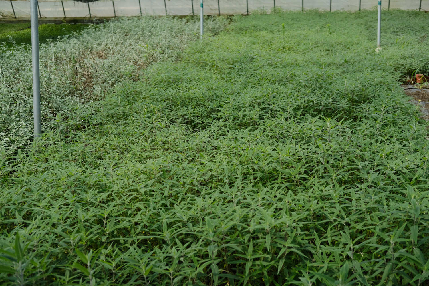 千屈菜怎么进行繁殖