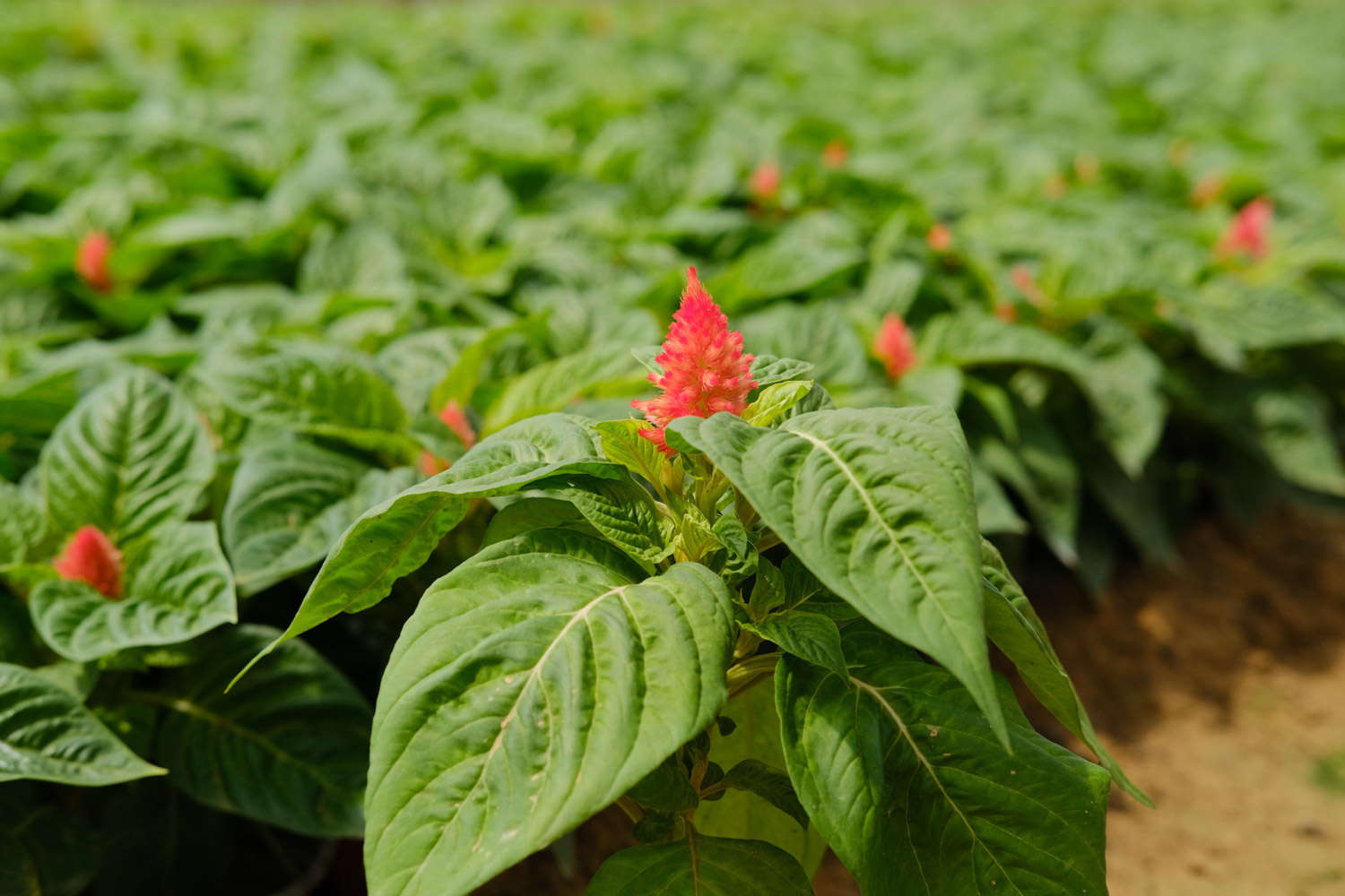 定西适合养什么花，市花和市树是什么
