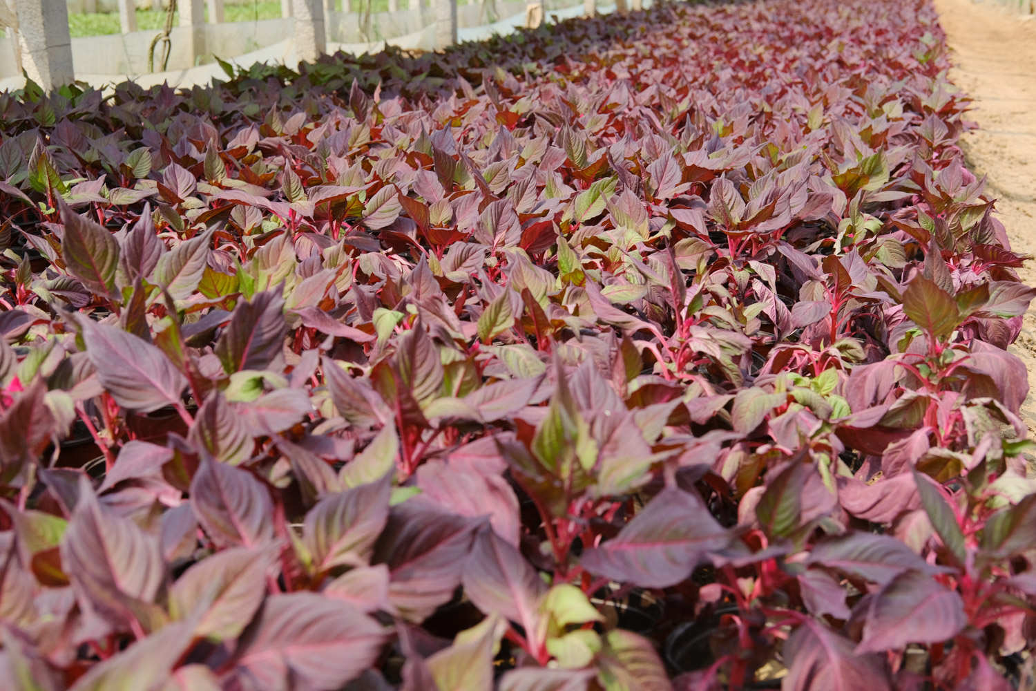 彩叶草怎么扦插