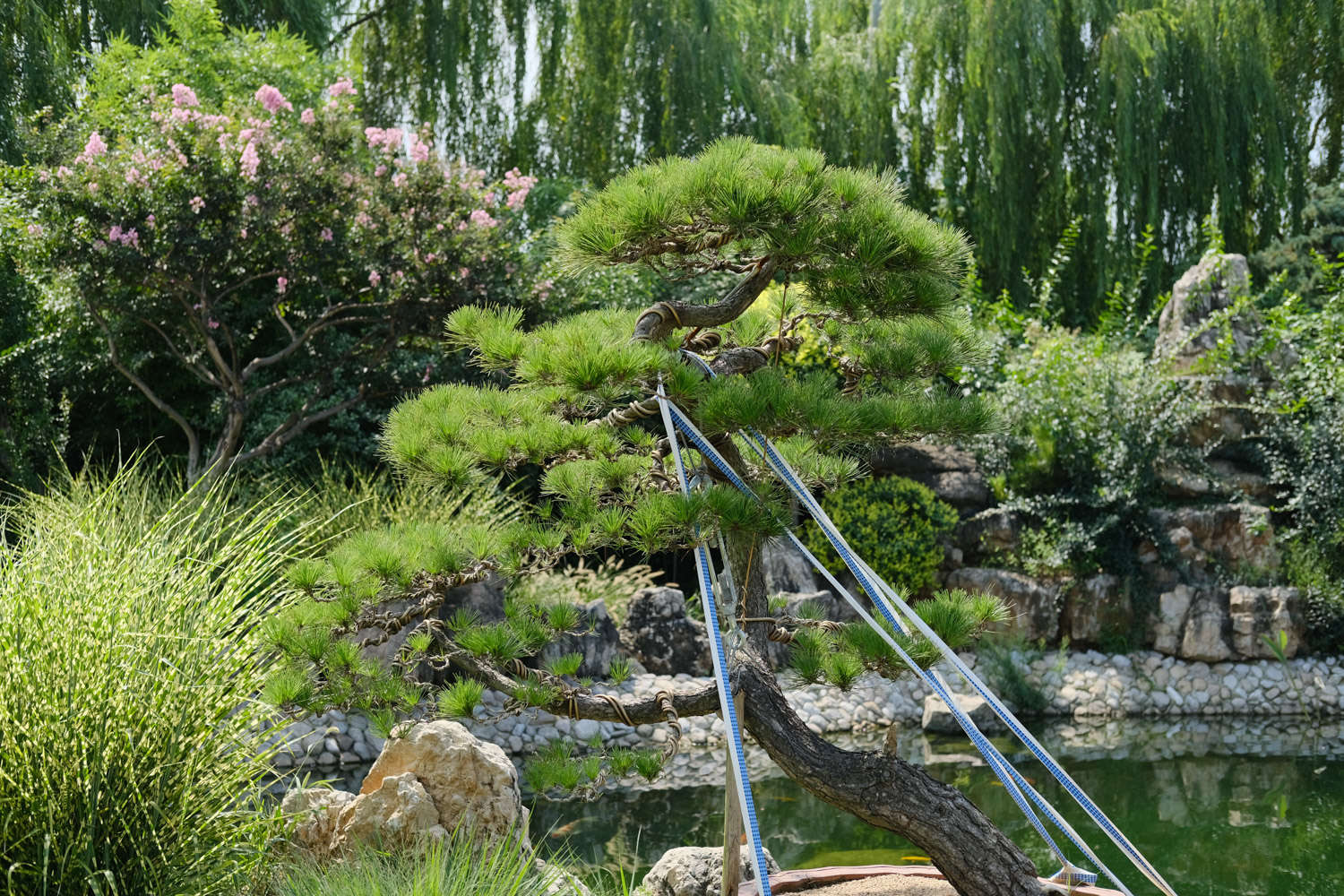 盆栽松树怎么种植，用什么土？