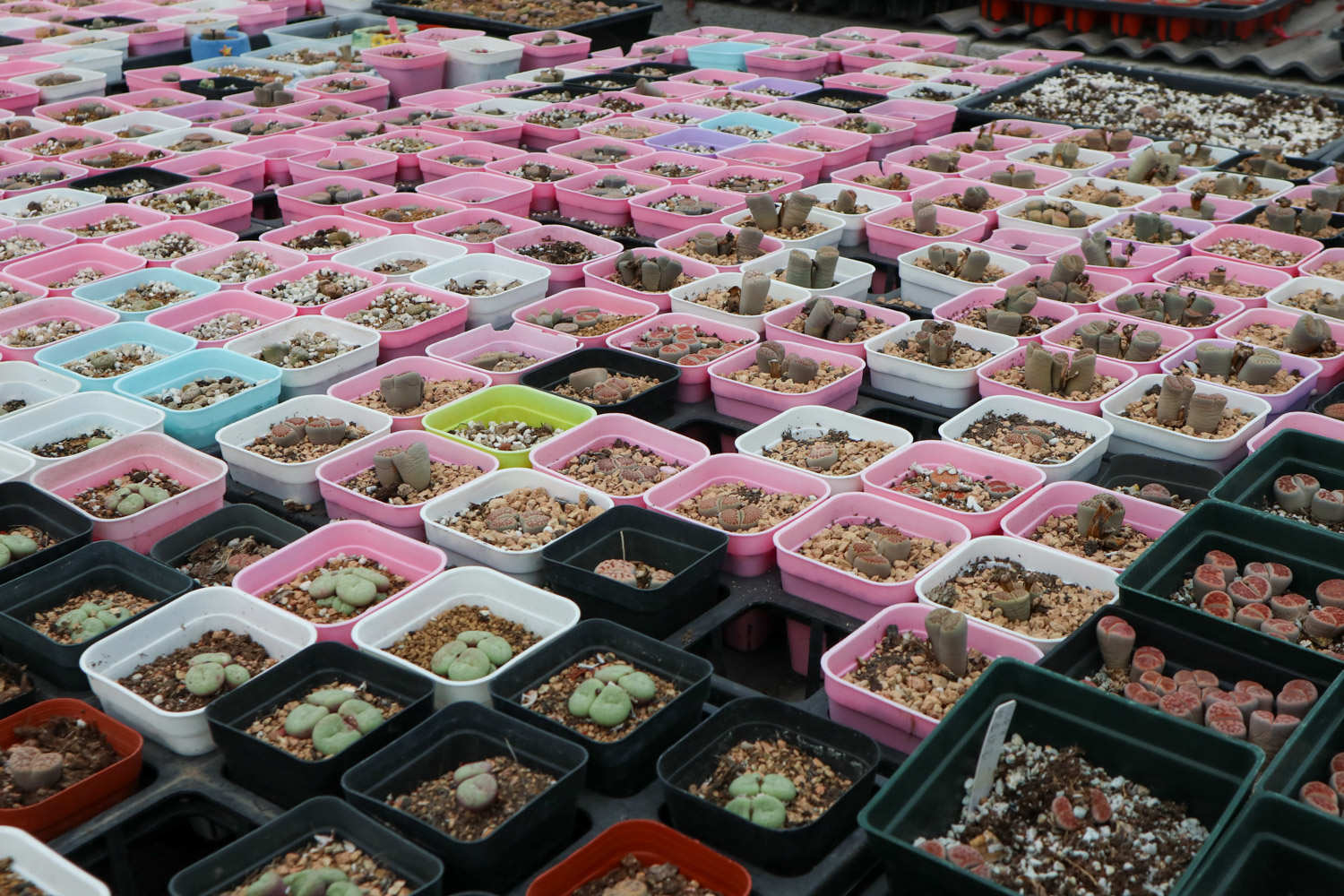 生石花怎么养护