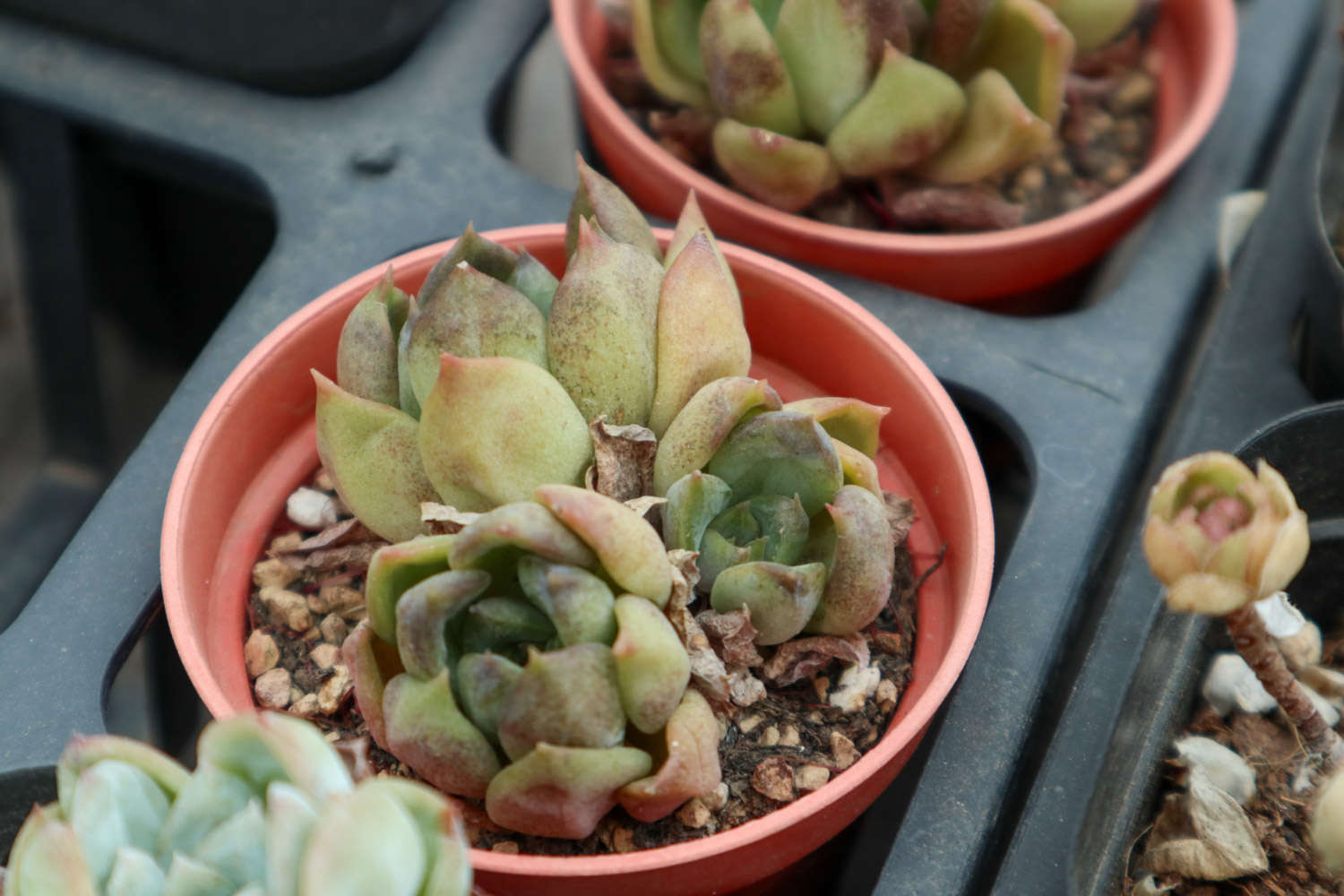 她只用1颗多肉就爆满了100个盆，咋做到的？