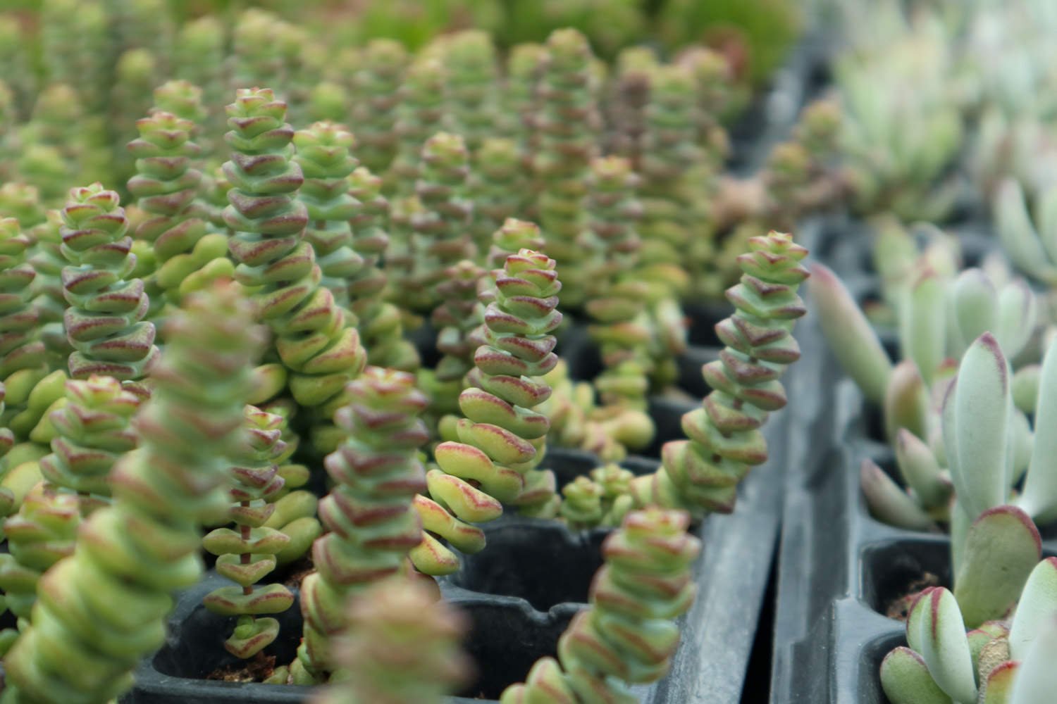 钱串怎么养才能肥厚一些