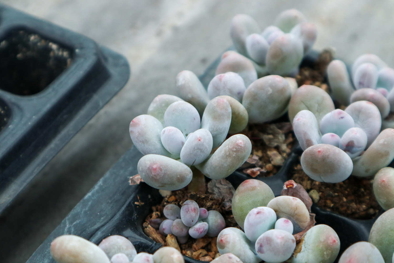 桃美人怎么施肥