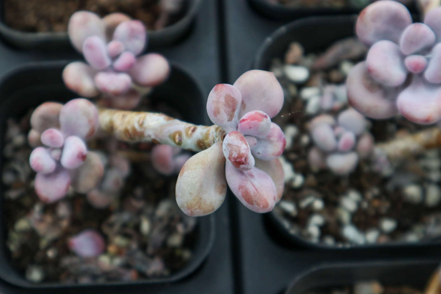 新买来的桃之卵怎么养胖