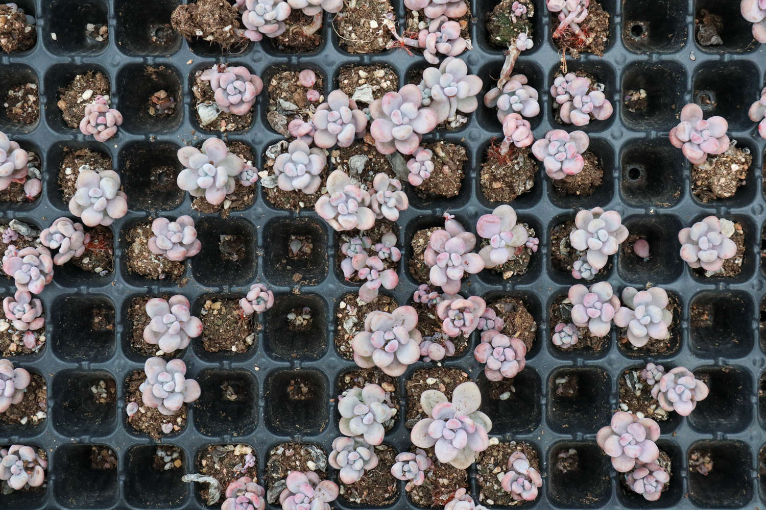 桃蛋冬天怎么养，多久浇一次水