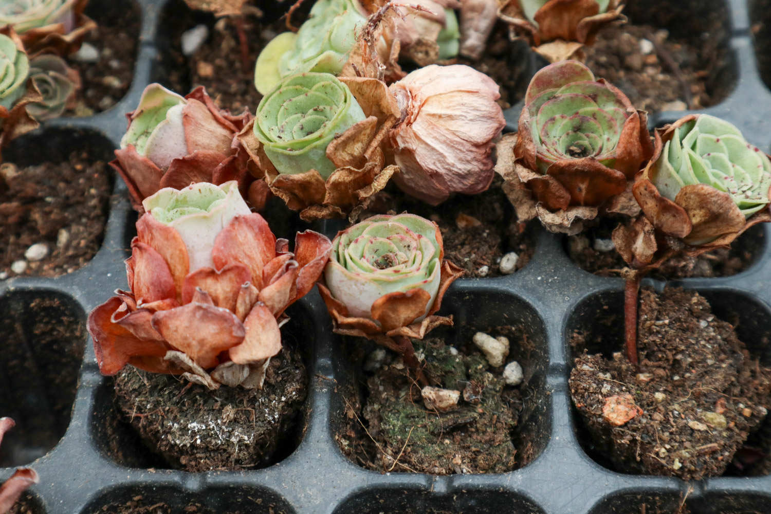 山地玫瑰怎么繁殖