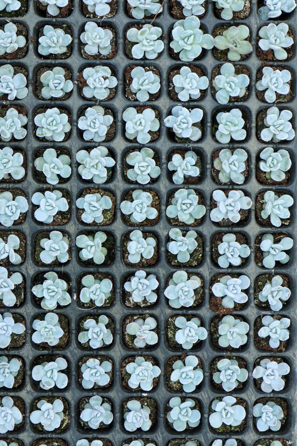 夏天,多肉都是这么死的!提前预防,1个不少