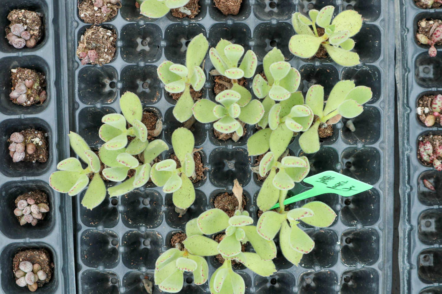 夏天如何养熊童子