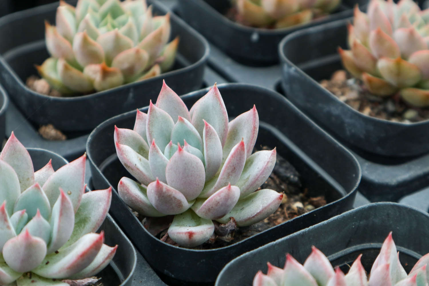 这8种多肉，天一热就死，只剩空盆了！